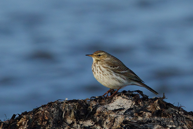 VATTENPIPLÄRKA / WATER PIPIT (Anthus spinoletta)