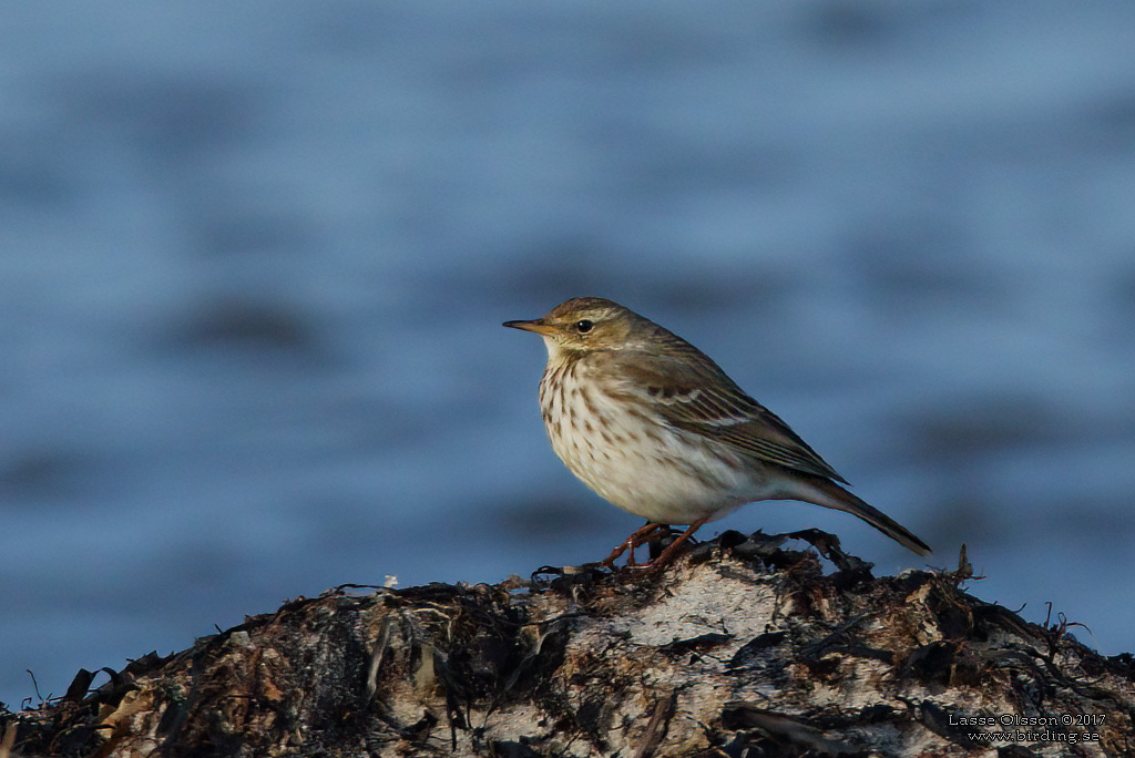 VATTENPIPLRKA / WATER PIPIT (Anthus spinoletta) - Stng / Close
