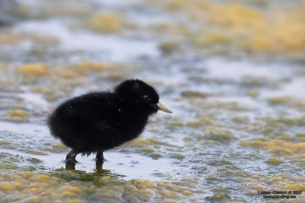 VATTENRALL / WATER RAIL (Rallus aquaticus) - Stng / Close