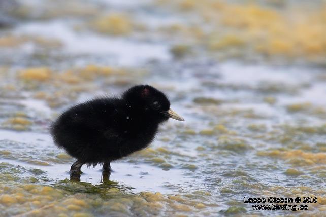 VATTENRALL / WATER RAIL (Rallus aquaticus) - stor bild / full size