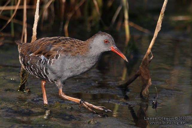 VATTENRALL / WATER RAIL (Rallus aquaticus) - stor bild / full size