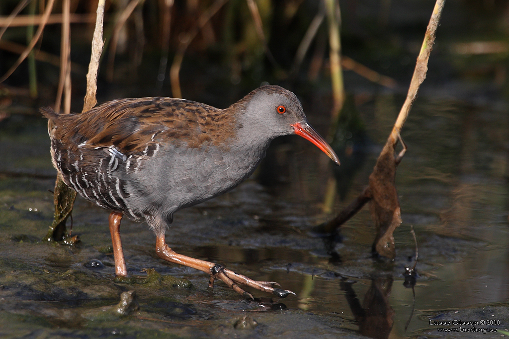 VATTENRALL / WATER RAIL (Rallus aquaticus) - Stng / Close