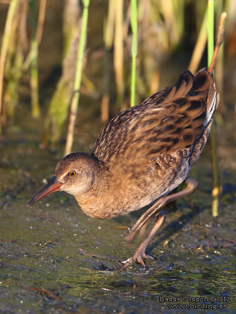 VATTENRALL / WATER RAIL (Rallus aquaticus) - stor bild / full size