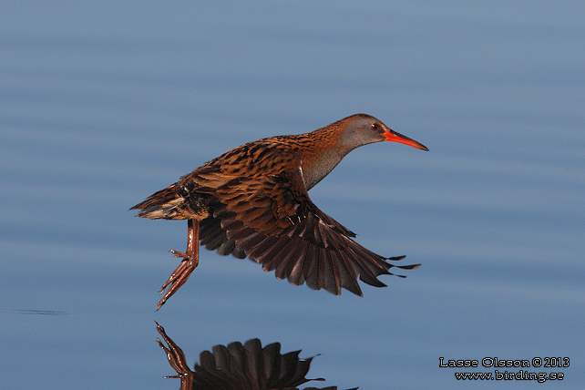 VATTENRALL / WATER RAIL (Rallus aquaticus) - stor bild / full size