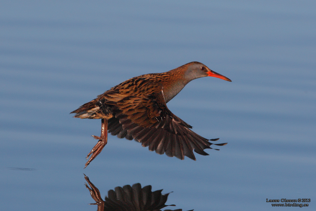 VATTENRALL / WATER RAIL (Rallus aquaticus) - Stng / Close