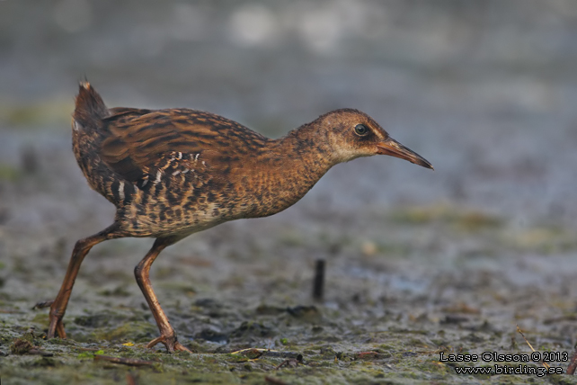 VATTENRALL / WATER RAIL (Rallus aquaticus) - stor bild / full size