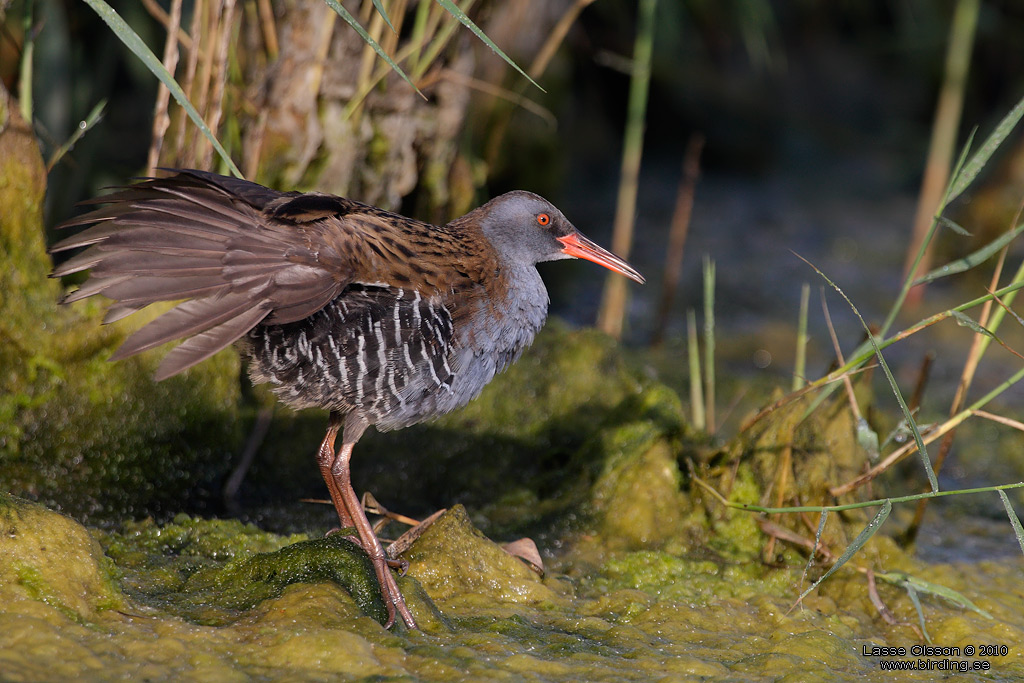 VATTENRALL / WATER RAIL (Rallus aquaticus) - Stng / Close