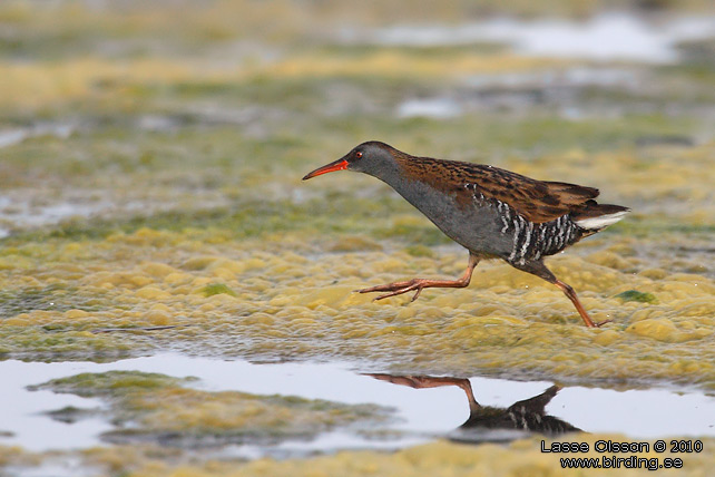 VATTENRALL / WATER RAIL (Rallus aquaticus) - stor bild / full size