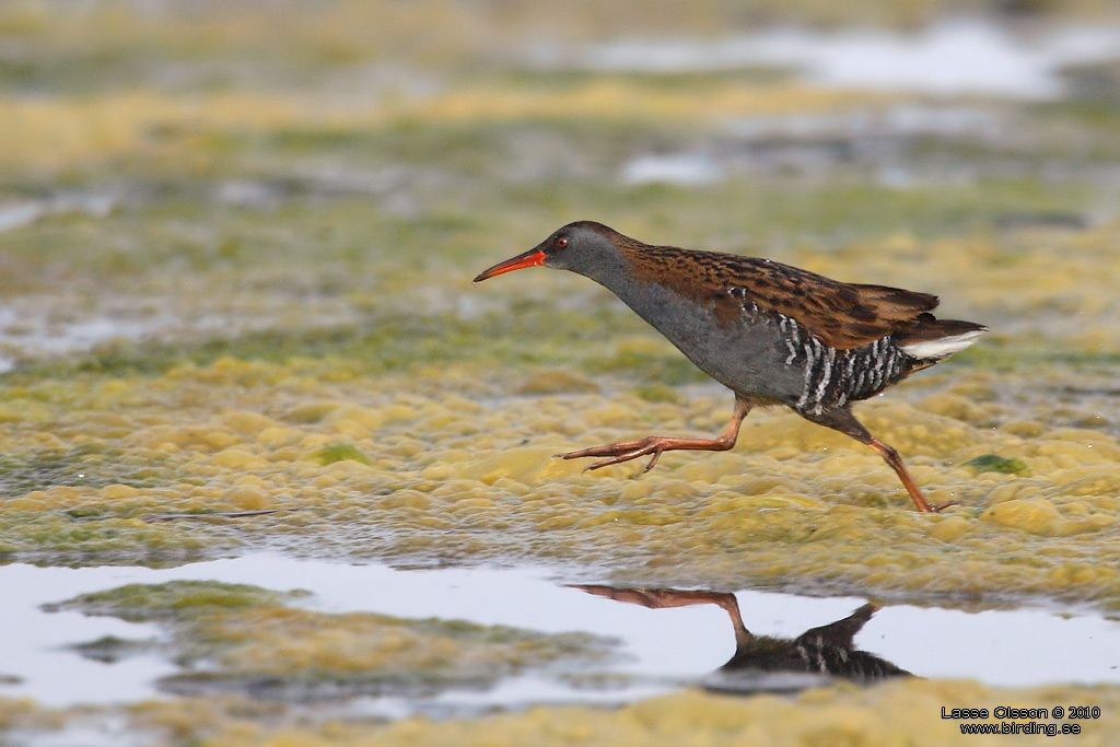 VATTENRALL / WATER RAIL (Rallus aquaticus) - Stng / Close