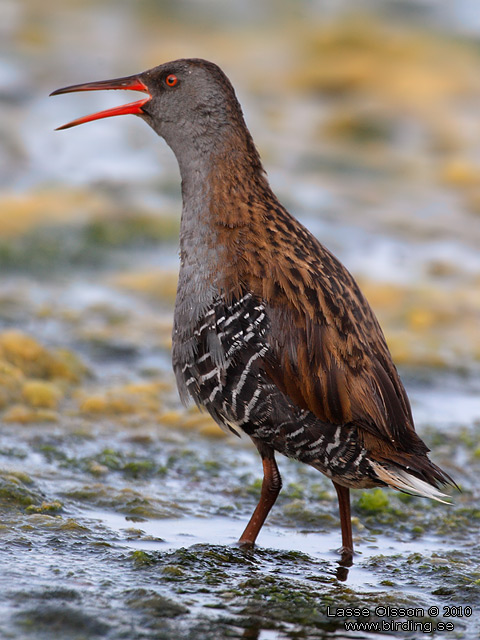 VATTENRALL / WATER RAIL (Rallus aquaticus) - stor bild / full size