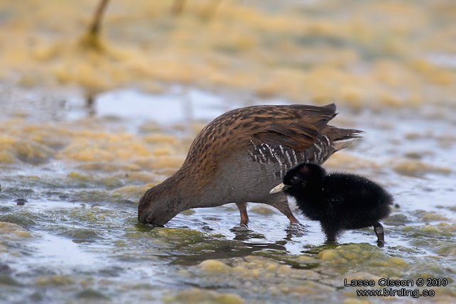 VATTENRALL / WATER RAIL (Rallus aquaticus) - stor bild / full size