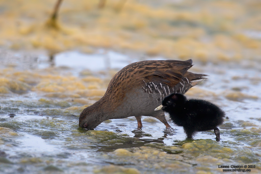 VATTENRALL / WATER RAIL (Rallus aquaticus) - Stng / Close