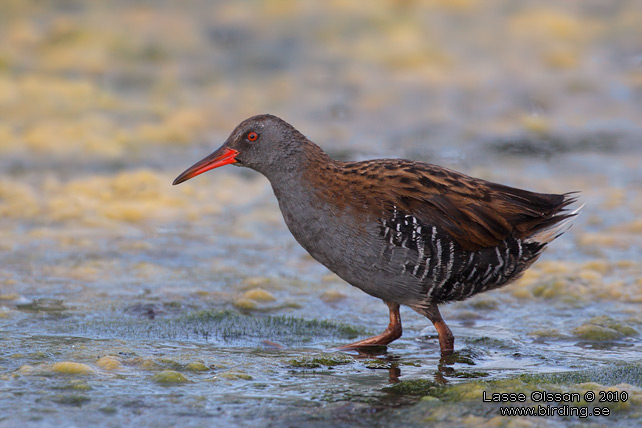 VATTENRALL / WATER RAIL (Rallus aquaticus) - stor bild / full size