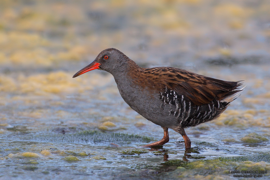 VATTENRALL / WATER RAIL (Rallus aquaticus) - Stng / Close