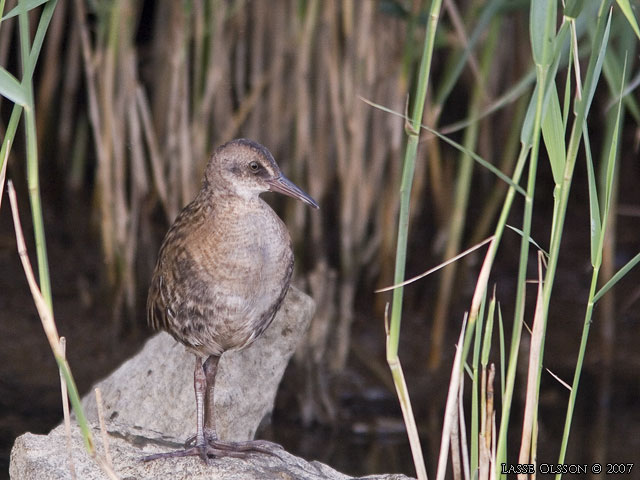 VATTENRALL / WATER RAIL (Rallus aquaticus) - stor bild / full size