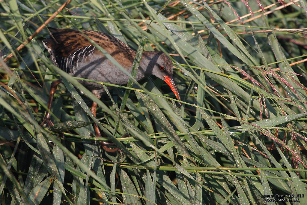 VATTENRALL / WATER RAIL (Rallus aquaticus) - Stng / Close