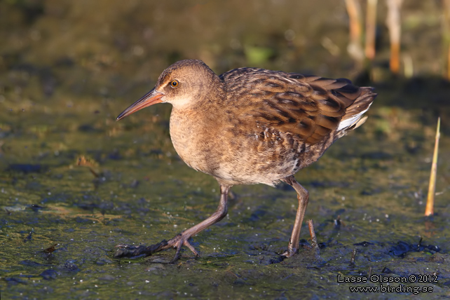 VATTENRALL / WATER RAIL (Rallus aquaticus) - stor bild / full size