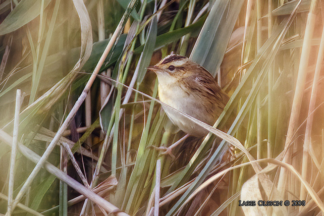 VATTENSNGARE / AQUATIC WARBLER (Acrocephalus paludicola)