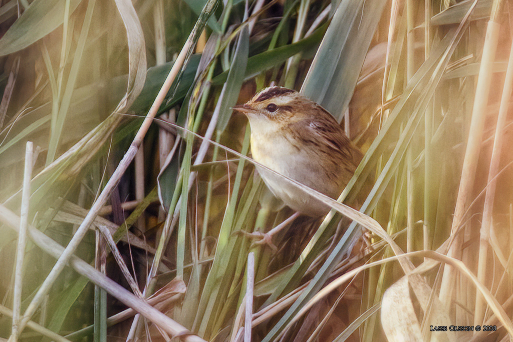 VATTENSNGARE / AQUATIC WARBLER (Acrocephalus paludicola) - Stng / Close