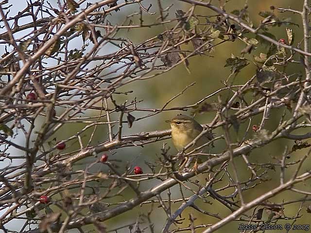 VIDESNGARE / RADDE'S WARBLER (Phylloscopus schwarzi)