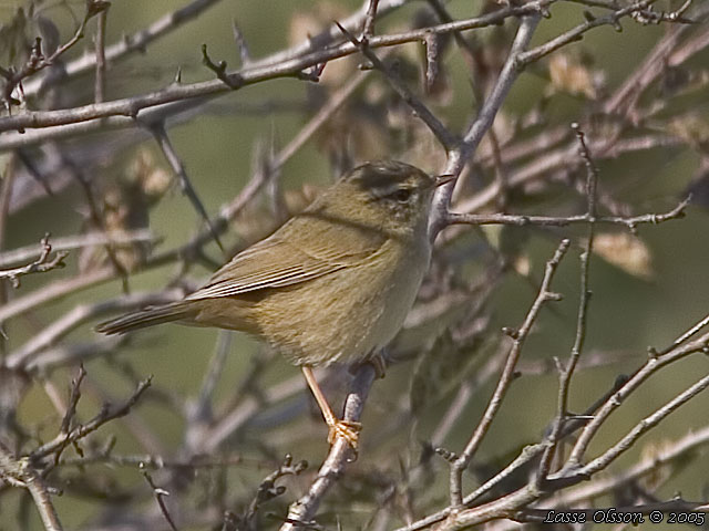 VIDESNGARE / RADDE'S WARBLER (Phylloscopus schwarzi)