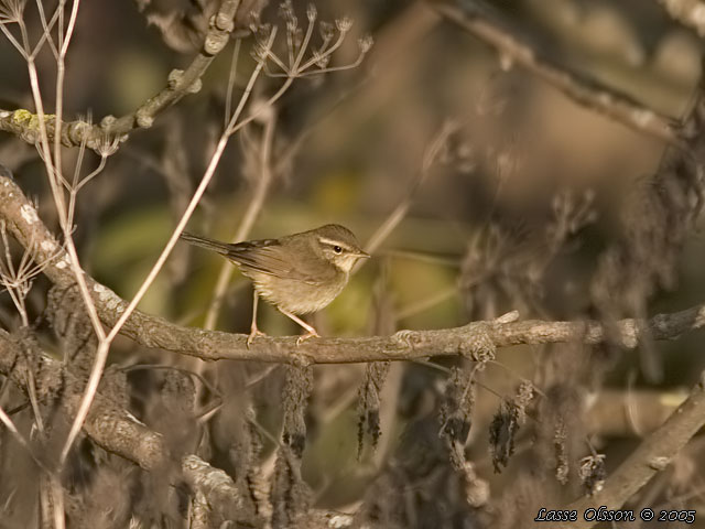 VIDESNGARE / RADDE'S WARBLER (Phylloscopus schwarzi)