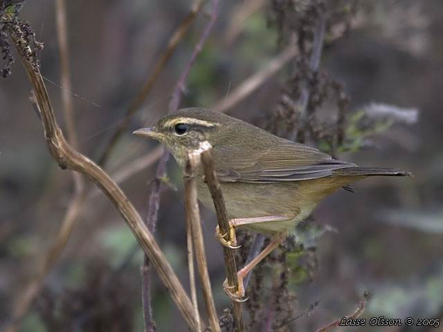 VIDESNGARE / RADDE'S WARBLER (Phylloscopus schwarzi)