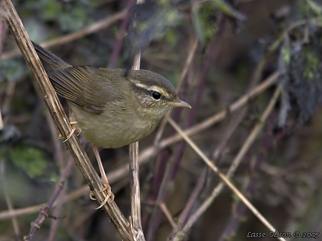 VIDESNGARE / RADDE'S WARBLER (Phylloscopus schwarzi)