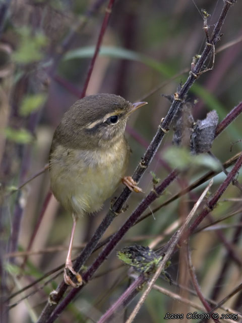 VIDESNGARE / RADDE'S WARBLER (Phylloscopus schwarzi)