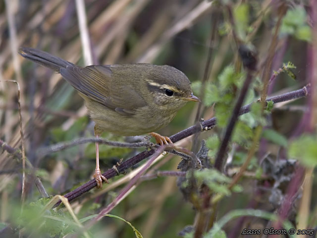 VIDESNGARE / RADDE'S WARBLER (Phylloscopus schwarzi)