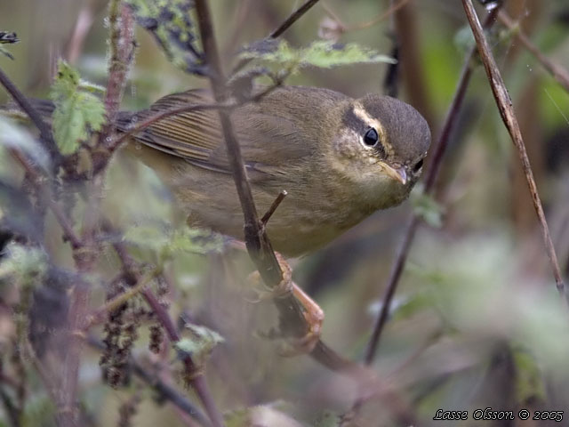 VIDESNGARE / RADDE'S WARBLER (Phylloscopus schwarzi)