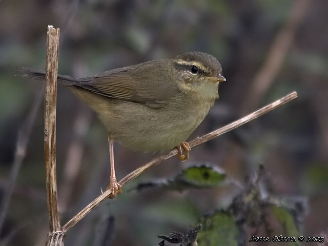 VIDESNGARE / RADDE'S WARBLER (Phylloscopus schwarzi)