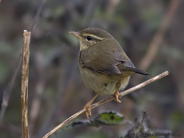 VIDESNGARE / RADDE'S WARBLER (Phylloscopus schwarzi)