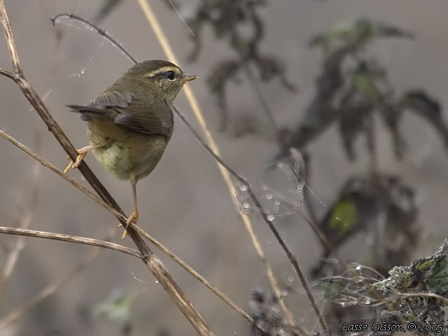 VIDESNGARE / RADDE'S WARBLER (Phylloscopus schwarzi)