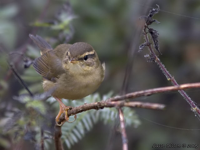 VIDESNGARE / RADDE'S WARBLER (Phylloscopus schwarzi)