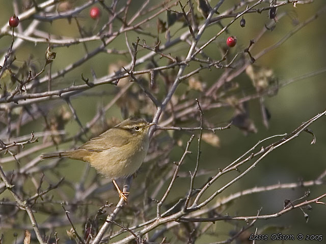 VIDESNGARE / RADDE'S WARBLER (Phylloscopus schwarzi)