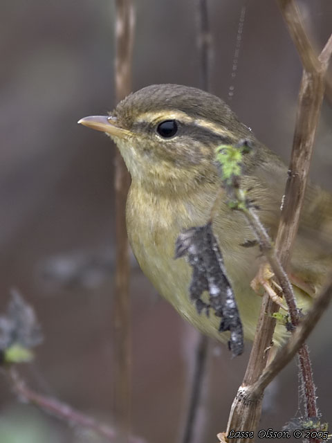 VIDESNGARE / RADDE'S WARBLER (Phylloscopus schwarzi)