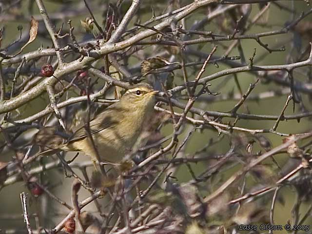 VIDESNGARE / RADDE'S WARBLER (Phylloscopus schwarzi)