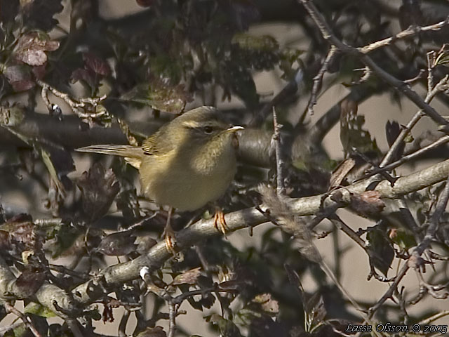 VIDESNGARE / RADDE'S WARBLER (Phylloscopus schwarzi)