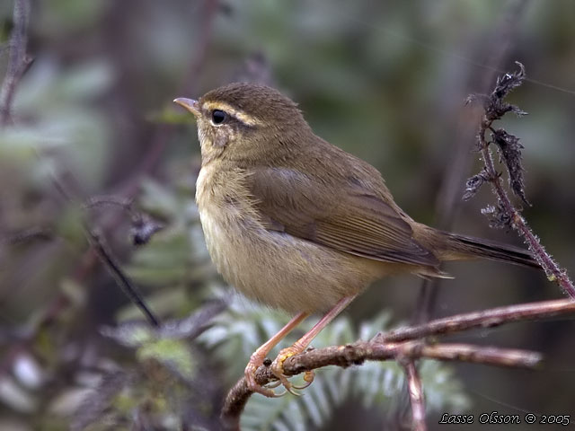 VIDESNGARE / RADDE'S WARBLER (Phylloscopus schwarzi)