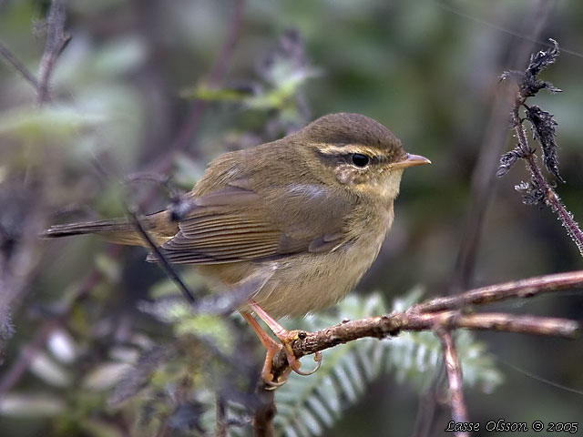 VIDESNGARE / RADDE'S WARBLER (Phylloscopus schwarzi)