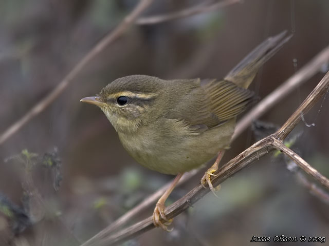 VIDESNGARE / RADDE'S WARBLER (Phylloscopus schwarzi)