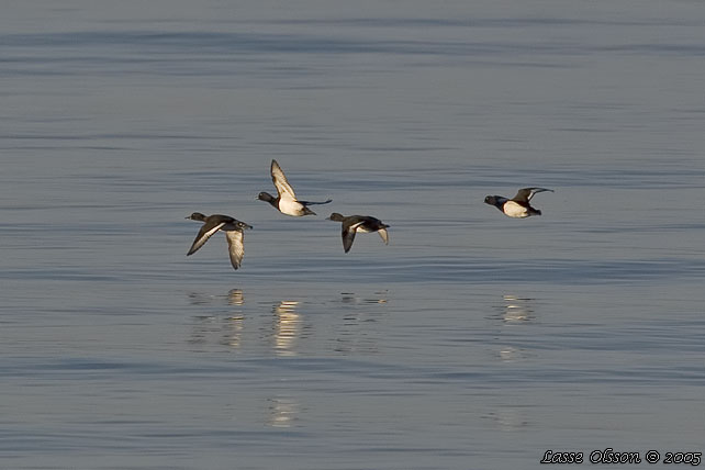 VIGG / TUFTED DUCK (Aythya fuligula)