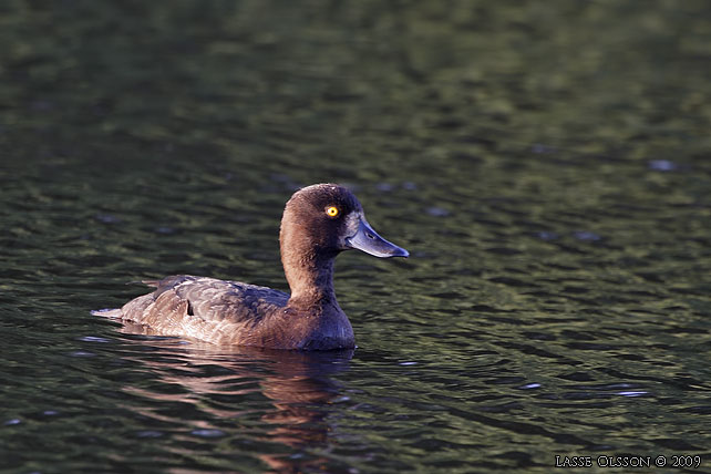 VIGG / TUFTED DUCK (Aythya fuligula) - stor bild / full size