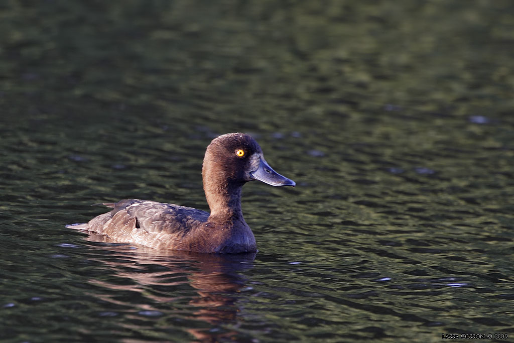 VIGG / TUFTED DUCK (Aythya fuligula) - Stng / Close