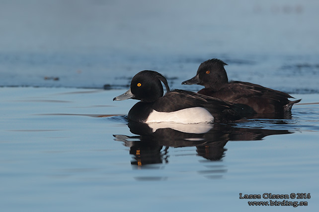 VIGG / TUFTED DUCK (Aythya fuligula) - stor bild / full size