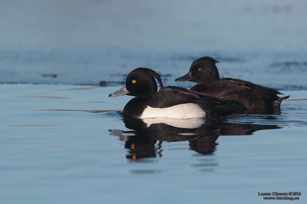 VIGG / TUFTED DUCK (Aythya fuligula) - Stng / Close