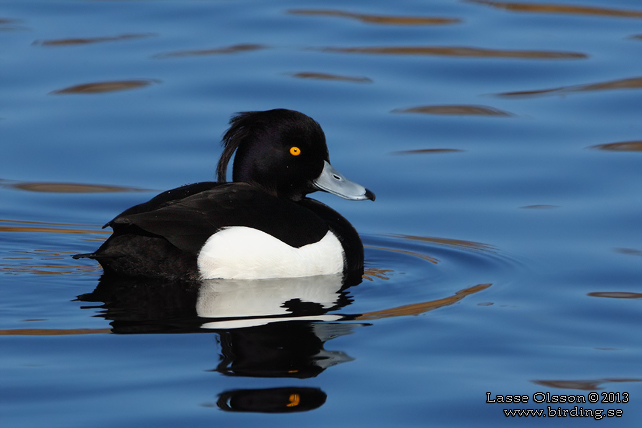 VIGG / TUFTED DUCK (Aythya fuligula) - stor bild / full size