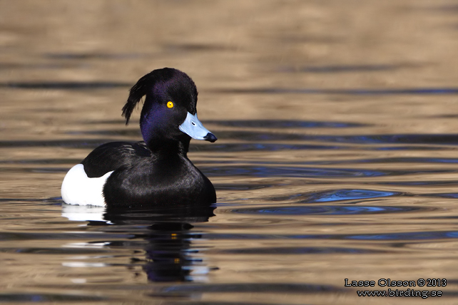 VIGG / TUFTED DUCK (Aythya fuligula) - stor bild / full size