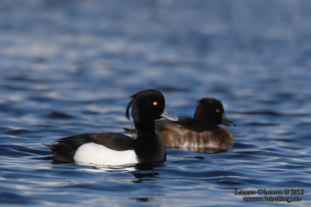 VIGG / TUFTED DUCK (Aythya fuligula) - stor bild / full size